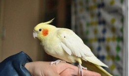 玄凤鹦鹉最新爆料,最新爆料揭示其神秘生活面纱