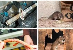 最新老鼠爆料,最新老鼠爆料揭露明星真实面目